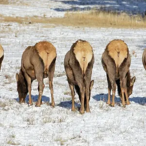 Bull Elk (Cervus canadensis) grazing in the light snow-covered field standing in a row with their white rears showing