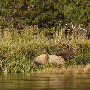 Bull Elk (Cervus canadensis) along Madison River, Yellowstone National Park, Montana, Wyoming, USA