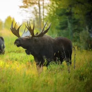 Yellowstone National Park Photographic Print Collection: Yellowstone Wildlife