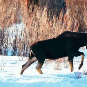 USA Travel Destinations Jigsaw Puzzle Collection: Yellowstone National Park