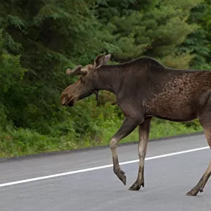 Bull moose crossing highway