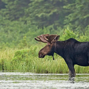 Bull moose in marsh eating