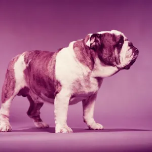 Bulldog Bulldog