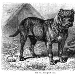 Bulldog engraving 1894