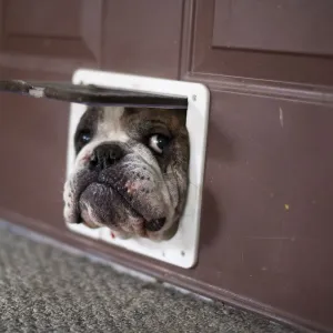 Bulldog trying to get through a cat door