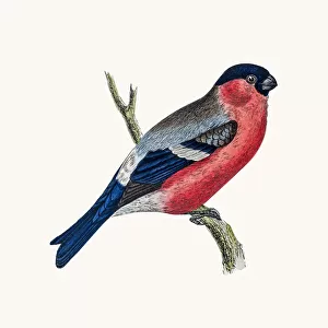 Bullfinch Bird