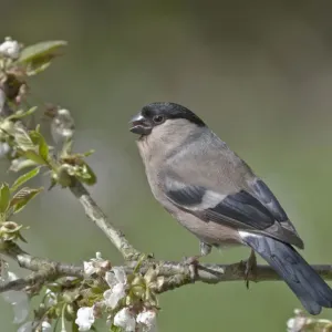 Bullfinch Female Print on Blossoming Cherry Tree