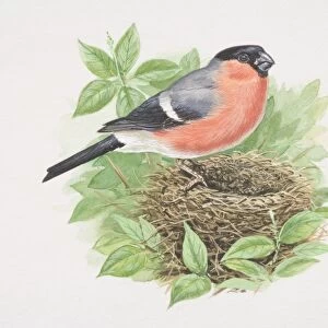 Bullfinch (Pyrrhula pyrrhula), illustration of bird with bright pinkish-red breast and cheeks, grey back, black cap and tail, and bright white rump