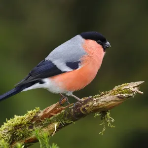 Bullfinch Print - Male Perched on Branch Bullfinch Print - Male Perched on Branch