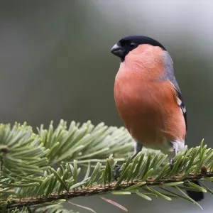 Bullfinch (Pyrrhula pyrrhula), sits on twig of a spruce, Emsland, Lower Saxony, Germany Bullfinch (Pyrrhula pyrrhula), sits on twig of a spruce, Emsland, Lower Saxony, Germany