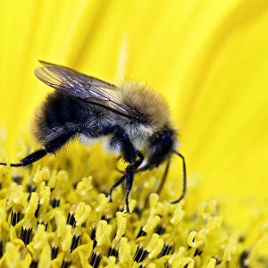 Bumblebee -Bombus sp. - collecting nectar and pollen on a sunflower, Berlin, Berlin, Germany