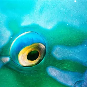 Bumphead parrotfish (Scarus gibbus), detail of eye, Red Sea Bumphead parrotfish (Scarus gibbus), detail of eye, Red Sea