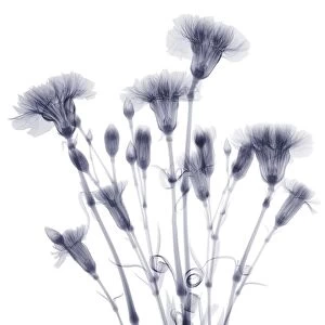 Bundle of flowers (Dianthus sp. ), X-ray