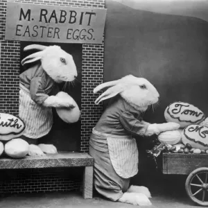 Bunny Business Bunny Business