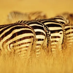 Burchellis zebras (Equus burchelli) standing in row in tall grass Burchellis zebras (Equus burchelli) standing in row in tall grass