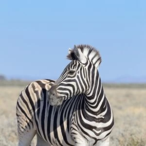 Burchells Zebra -Equus burchelli-, standing, Etosha National Park, Namibia
