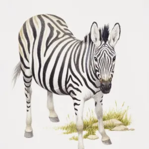 Burchells Zebra, Equus burchelli, front view