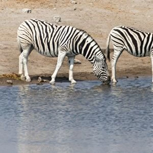 Burchells zebra -Equus burchellii- at Chudob waterhole, Etosha National Park, Namibia