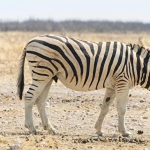 Burchells Zebra -Equus burchellii- in the dry steppe, Etosha National Park, Namibia