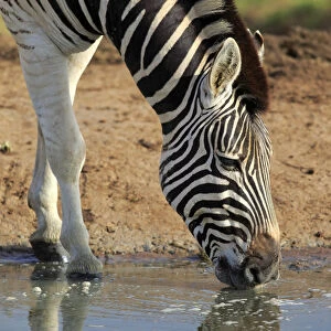 Burchells Zebra -Equus quagga burchelli-, adult at the water, drinking, Addo Elephant National Park, Eastern Cape, South Africa
