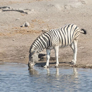 Burchells Zebra -Equus quagga burchelli-, Chudop waterhole, Etosha National Park, Namibia