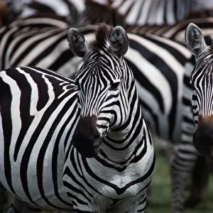 Burchells zebras (Equus burchelli), close-up
