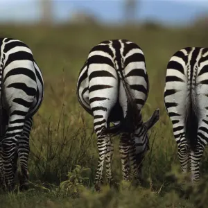 Three Burchell's zebras eating grass, Print