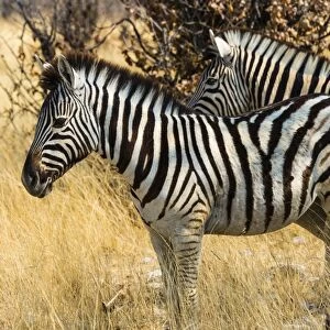 Burchells Zebras -Equus burchellii- in the dry grass, Etosha National Park, Namibia