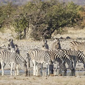Burchells zebras -Equus quagga-, Etosha National Park, Namibia, Africa