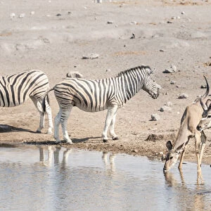 Burchells zebras -Equus quagga burchelli- and Greater kudus -Tragelaphus strepsiceros-, Chudop waterhole, Etosha National Park, Namibia