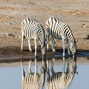Burchells Zebras -Equus quagga burchellii-, reflection of three zebras whilst drinking at the Chudop waterhole, Etosha National Park, Namibia