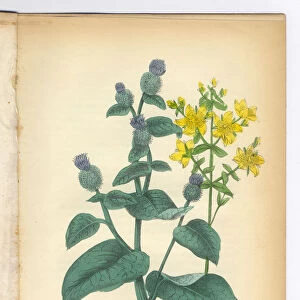 Burdock and St. Johns Wort Victorian Botanical Illustration