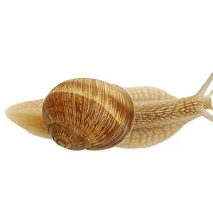 Burgundy snail, Roman snail (Helix pomatia)
