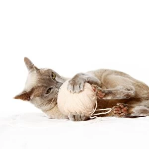 Burmese cat playing with ball of wool
