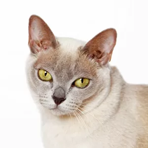 Burmese cat, portrait