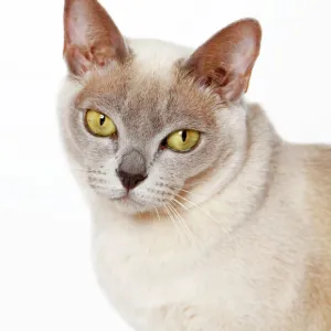 Burmese cat, portrait