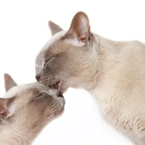Burmese Cats Cuddling Print Burmese Cats Cuddling Print