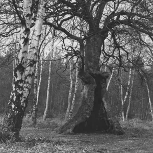 Burnham Beeches Burnham Beeches