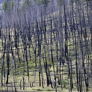 Burnt trees after a forest fire, Barriere, British Columbia, Canada