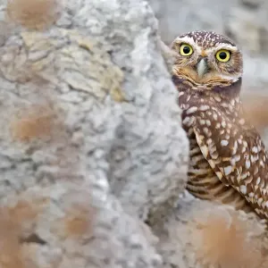 Burrowing Owl Burrowing Owl