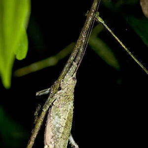 Bush-cricket, Katydid -Tettigoniidae-, camouflage, Tiputini rainforest, Yasuni National Park, Ecuador, South America