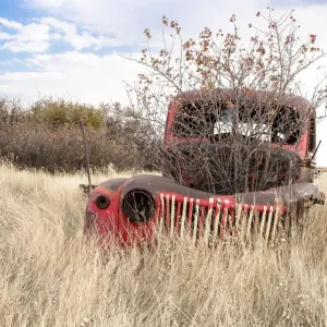 A bush grows out of a trucks engine block A bush grows out of a trucks engine block