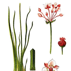 Butomus umbellatus (flowering rush or grass rush)