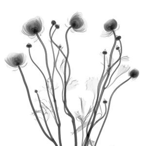 Buttercup (Ranunculus sp. ), X-ray