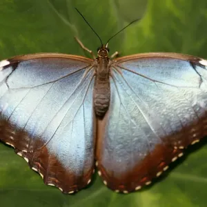 Butterflie Butterflie