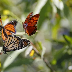 Three butterflies