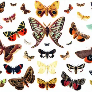 Colourful Butterflies Canvas Print Collection: Monarch Butterfly (Danaus plexippus)