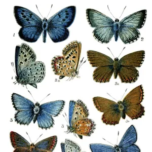 Butterflies