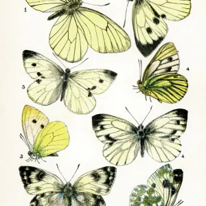 Butterflies