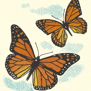 Two Butterflies Two Butterflies